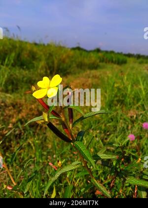 Il fiore giallo Ludwigia octovalvis è una specie vegetale erbacea. Ludwigia octovalvis appartiene al genere ludwigior e alla famiglia delle piante downyx. Foto Stock