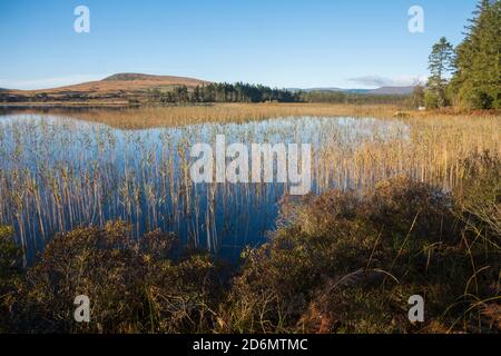 Stroan Loch in autunno, Galloway Forest, Dumfries & Galloway, Scozia Foto Stock