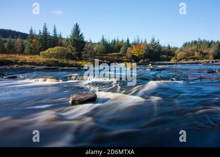 Piscine Otter in autunno, fiume Dee, Galloway Forest, Dumfries & Galloway, Scozia Foto Stock