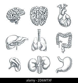 Organi interni umani. Illustrazione isolata dello schizzo vettoriale. Set di simboli anatomici di doodle disegnati a mano. Illustrazione Vettoriale