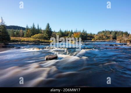 Piscine Otter in autunno, fiume Dee, Galloway Forest, Dumfries & Galloway, Scozia Foto Stock