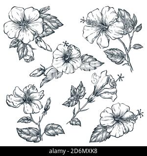Insieme di fiori tropicali, illustrazione vettoriale dello schizzo. Elementi di design floreali e natura tropica disegnati a mano. Hibiscus isolato su sfondo bianco. Illustrazione Vettoriale