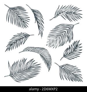 Set di foglie tropicali di palme da cocco, isolate su sfondo bianco. Illustrazione dello schizzo vettoriale. Elementi di design floreali e natura tropica disegnati a mano. Illustrazione Vettoriale