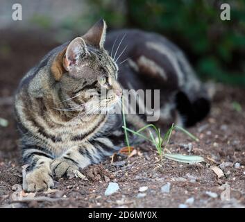Gatto poggiato sul terreno a Kronovägen, Stocksund, Stoccolma, Svezia Foto Stock
