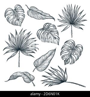 Set di foglie di piante tropicali, isolato su sfondo bianco. Illustrazione dello schizzo vettoriale. Elementi di design floreali e natura tropica disegnati a mano. Illustrazione Vettoriale