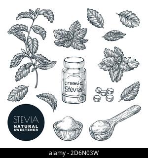 Illustrazione vettoriale dello schizzo della pianta e delle foglie di Stevia. Dolcificante naturale organico, zucchero sano alternativa. Elementi di progettazione isolati disegnati a mano. Illustrazione Vettoriale