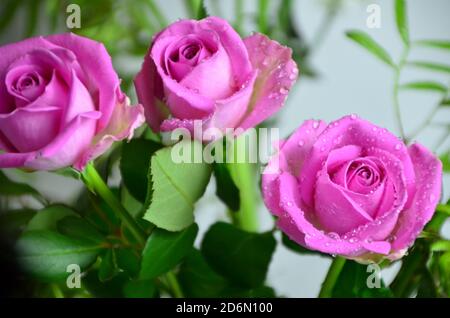 rosa rose bello bouquet di fiori misti in un vaso su tavola di legno. il lavoro del fiorista in un negozio di fiori. un luminoso mix di girasoli Foto Stock