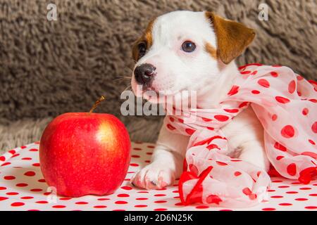 Jack Russell cucciolo di cane Terrier con mela rossa Foto Stock
