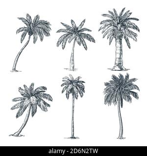 Palme da cocco tropicali, isolate su sfondo bianco. Illustrazione dello schizzo vettoriale. Piante tropicali disegnate a mano ed elementi di design floreali estivi Illustrazione Vettoriale