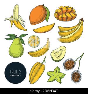 Banane e altri frutti esotici tropicali. Illustrazione dello schizzo a colori vettoriali. Set di icone e elementi di disegno disegnati a mano. Raccolta di cibi gustosi e naturali. Illustrazione Vettoriale