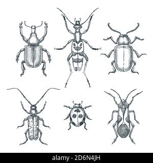 Illustrazione dello schizzo vettoriale di Beetles e bug. Set di insetti tirati a mano doodle isolati su sfondo bianco. Illustrazione Vettoriale