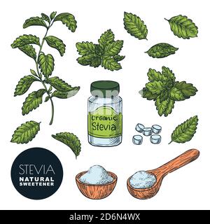 Stevia pianta, foglie, polvere e pillole in bottiglia. Illustrazione del colore vintage dello schizzo vettoriale. Dolcificante naturale organico, zucchero sano alternativa. presa di diagnosi manuale Illustrazione Vettoriale