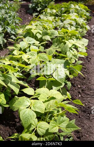 Closeup di piante di tabacco coltivate (Nicotiana tabacum) Foto Stock