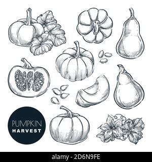 Illustrazione vettoriale dello schizzo delle zucche. Autunno gourd raccolto. Elementi di progettazione isolati per l'agricoltura e l'agricoltura disegnati a mano. Illustrazione Vettoriale