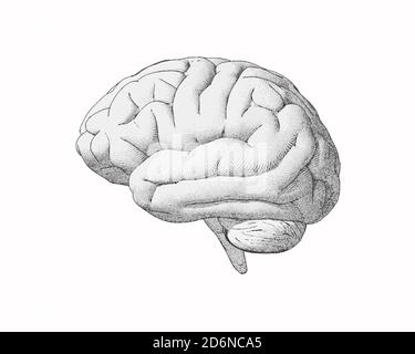 Vista laterale del cervello con incisione monocromatica e disegno morbido sfondo bianco Foto Stock