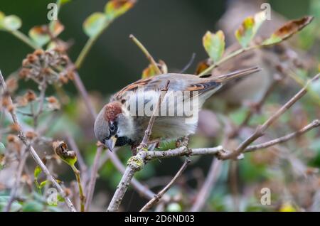 Adult Male House Sparrow (Passer domesticus) appollaiato su un cespuglio in autunno nel Sussex occidentale, Inghilterra, Regno Unito. Foto Stock