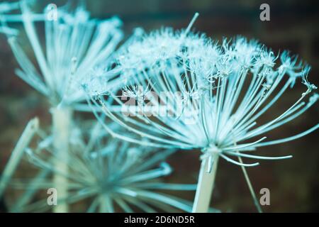 Bianco secco Heracleum sosnowskyi fiore, macro foto con fuoco selettivo e effetto di correzione tonale filtro Foto Stock