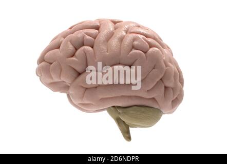 Rendering cerebrale 3D in vista laterale isolato su sfondo bianco con maschera di ritaglio per l'uso in qualsiasi sfondo Foto Stock
