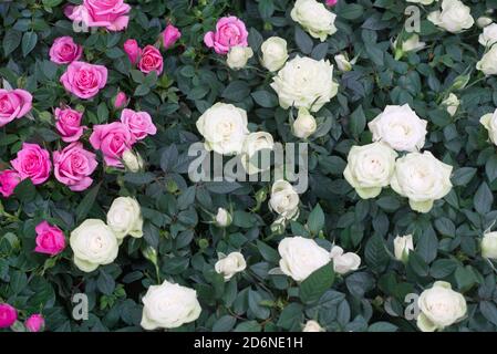 molte rose rosa e bianche in foglie verdi Foto Stock