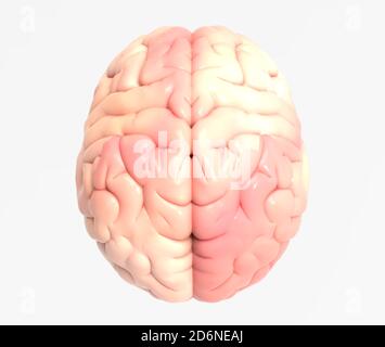 Rendering realistico con foto cerebrale 3D nella vista superiore isolato sfondo bianco con tracciato di ritaglio per l'uso in qualsiasi sfondo Foto Stock