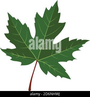 Foglia d'acero, illustrazione, vettore su sfondo bianco Illustrazione Vettoriale
