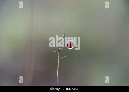 Foresta mirtillo congelato in una goccia d'acqua. Foto Stock