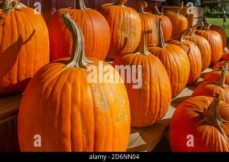 Zucche e altri prodotti stagionali sono esposti al McKenzie Farm Market, 17 ottobre 2020, a Fairhope, Alabama. Foto Stock