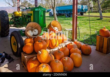 Zucche e altri prodotti stagionali sono esposti al McKenzie Farm Market, 17 ottobre 2020, a Fairhope, Alabama. Foto Stock