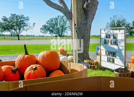 Zucche e altri prodotti stagionali sono esposti al McKenzie Farm Market, 17 ottobre 2020, a Fairhope, Alabama. Foto Stock