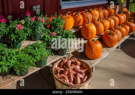 Zucche e altri prodotti stagionali sono esposti al McKenzie Farm Market, 17 ottobre 2020, a Fairhope, Alabama. Foto Stock