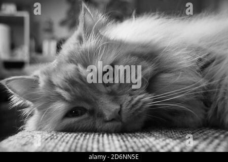 Gatto Persiano rosso con occhi arancioni Foto Stock