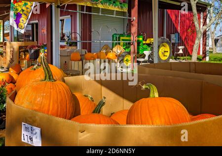 Zucche e altri prodotti stagionali sono esposti al McKenzie Farm Market, 17 ottobre 2020, a Fairhope, Alabama. Foto Stock