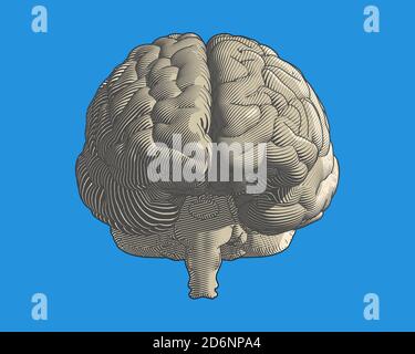 Incisione del colore del cervello vista frontale del disegno in stile grafico con linea di flusso art isolata su sfondo blu Foto Stock