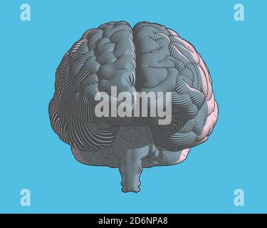 Incisione del colore del cervello vista frontale del disegno in stile grafico con linea di flusso art isolata su sfondo blu Foto Stock