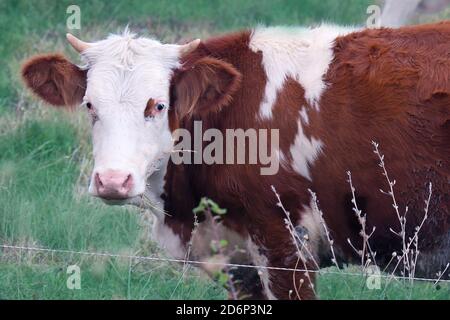 Addomesticazione mucca sulla campagna prato pascolo di erba verde Foto Stock