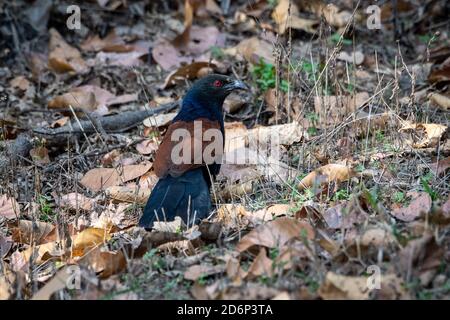 coucal maggiore (Centropus sinensis) Foraggi il terreno per un pasto in India Foto Stock