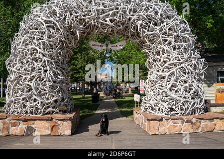 Jackson Hole, Wyoming - 27 giugno 2020: Il cane Black Labrador Retriever si pone all'arco dell'antler dell'alce a Jackson Hole Wyoming Foto Stock