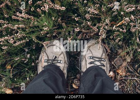 Primo piano delle gambe di una donna con pantaloni neri, vecchi stivali da trekking in pelle negli arbusti di erica in fiore. All'aperto, concetto di escursionismo. Vista dall'alto. Foto Stock