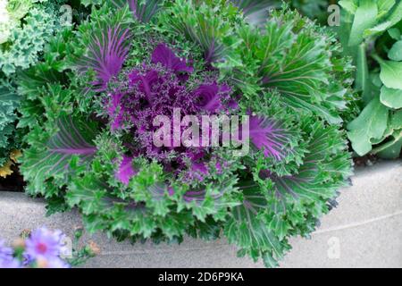 Porpora o Nagoya Rosso, Ornamental fioritura Kale, Brassica oleracea che cresce all'esterno nel giardino Foto Stock