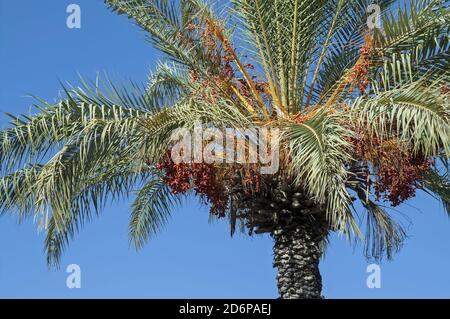 Israele, Izrael, ישראל; Phoenix dactylifera, Daktylowiec właściwy, Palma daktylowa, palma data. Date di maturazione su un albero di palma. הבשלת תמרים על עץ דקל. Foto Stock