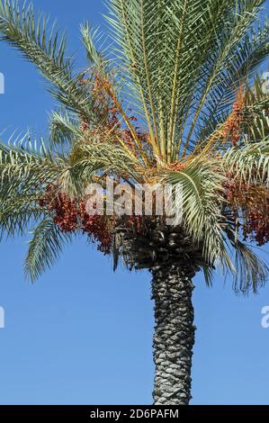 Israele, Izrael, ישראל; Phoenix dactylifera, Daktylowiec właściwy, Palma daktylowa, palma data. Date di maturazione su un albero di palma. הבשלת תמרים על עץ דקל. Foto Stock