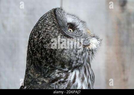 Grande gufo grigio in cattività Foto Stock