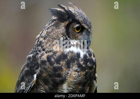 Grande gufo cornuto che perching e flapping Foto Stock