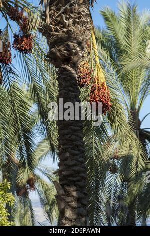 Israele, Izrael, ישראל; Phoenix dactylifera, Daktylowiec właściwy, Palma daktylowa, palma data. Date di maturazione su un albero di palma. הבשלת תמרים על עץ דקל. Foto Stock