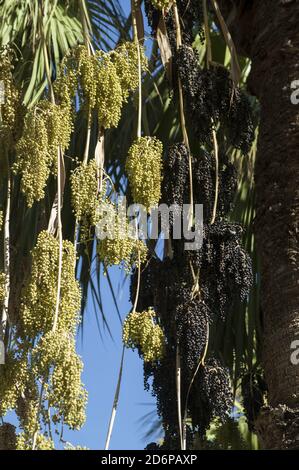 Israele, Izrael, ישראל; Phoenix dactylifera, Daktylowiec właściwy, Palma daktylowa, palma data. Date di maturazione su un albero di palma. הבשלת תמרים על עץ דקל. Foto Stock