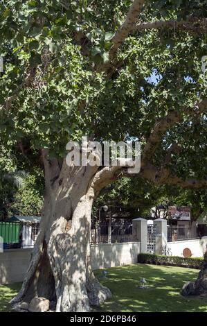 Israele, Izrael, ישראל, Palestina, Palestina, Jerycho, Gerico, יריחו, أريحا; albero di Zaccheo; Ficus sycomorus L. Maulbeer-Feige; Drzewo Zacheusza Foto Stock
