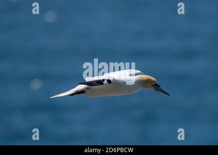 Una gannetta per adulti che vola attraverso l'aria sull'oceano blu. Il Seabird ha una testa gialla, lungo collo sottile, lunghe ali bianche con punte nere Foto Stock