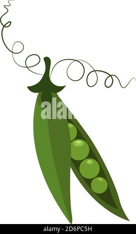 Pod PEA verde, illustrazione, vettore su sfondo bianco. Illustrazione Vettoriale