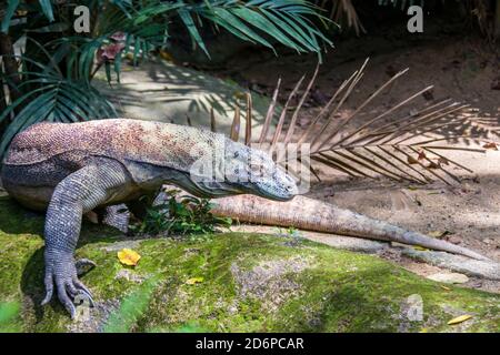 Il drago di Komodo è a piedi ed è conosciuto anche come il monitor di Komodo, una specie di lucertola che si trova nelle isole indonesiane di Komodo, Rinca, Flores Foto Stock