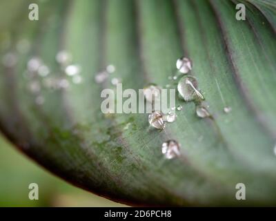 Macro di gocce d'acqua su una foglia verde blu con vorticoso curvare vene o linee rosse simmetriche, natura, piante, giardino costiero australiano Foto Stock